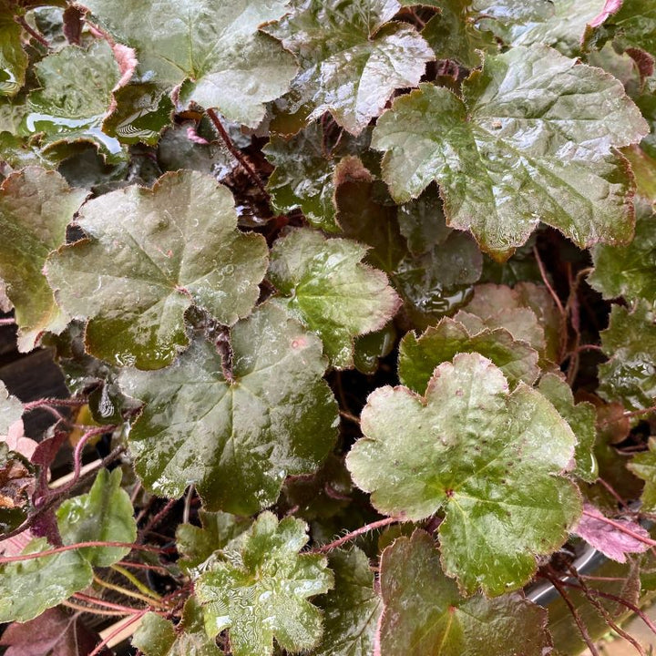 Heuchera micrantha 'Palace Purple' grown in quart-size pots.