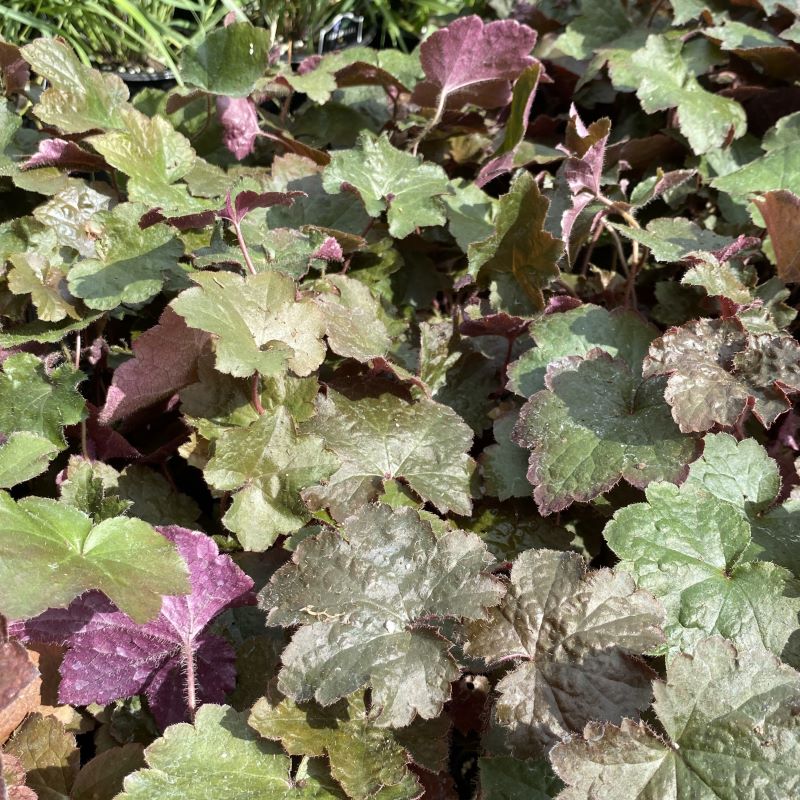 Close-up of the different foliage colors of Heuchera micrantha 'Palace Purple'.