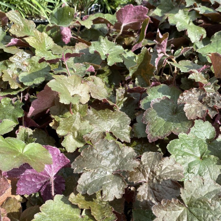 Close-up of the different foliage colors of Heuchera micrantha 'Palace Purple'.