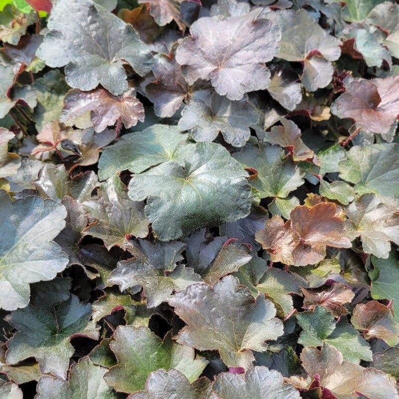 A photo of the striking purple, mahogany, and deep green hues of 'Palace Purple' foliage
