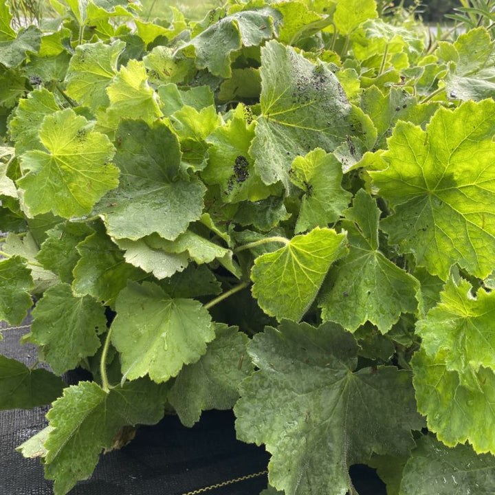Green leaves of Heuchera villosa 'Autumn Bride' grown in 1-gallon pots.