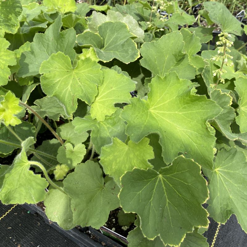 Close-up of the light green foliage of Heuchera villosa 'Autumn Bride'.