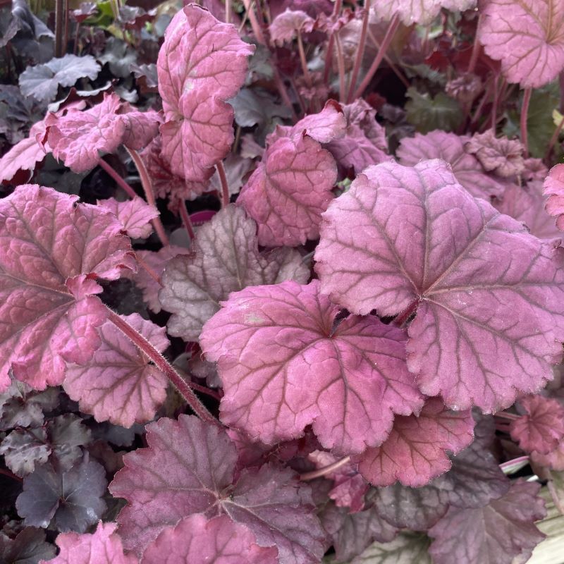 Pink and purple wildberry colors of Heuchera x 'Berry Smoothie' foliage.