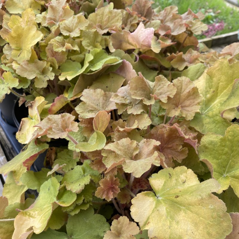 Multi-colored caramel foliage of Heuchera x 'Caramel'