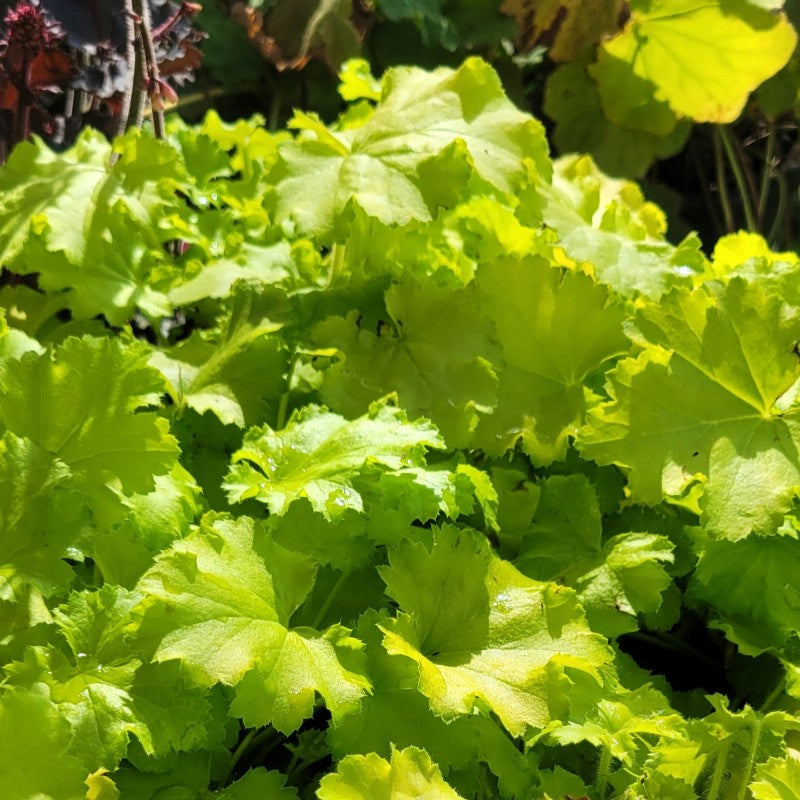 A photo of the attractive, even, lemon-lime foliage of Heuchera x 'Lemon Love' coralbells