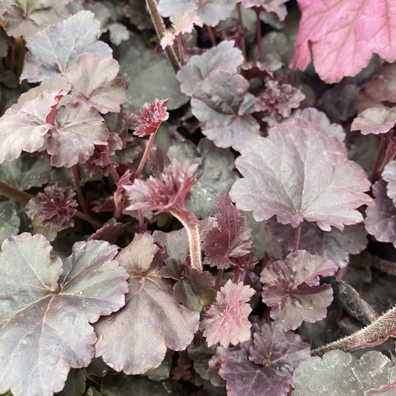 Dark purple foliage of Heuchera x 'Obsidian' grown in quart-size pots.