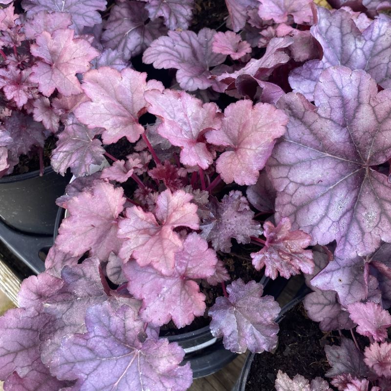 The purple-veined pink foliage of Heuchera x 'Pink Panther' grown in gallon-size pots.