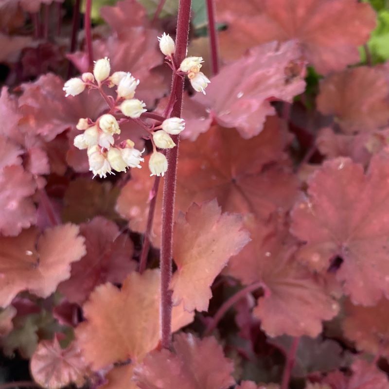 Close-up of the pink-white flower buds of Heuchera x 'Rio'