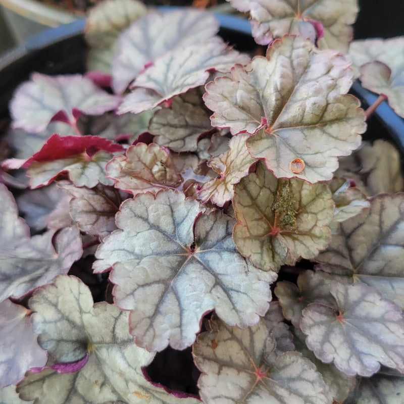 A photo showcasing the attractive silvery green leaves and bright, surprising pink-purple undersides of Heuchera x 'Silver Scrolls'