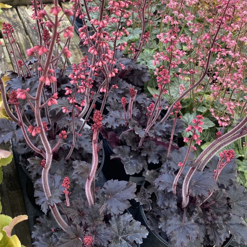 The glossy black-purple foliage and pink flower spikes of Heuchera x 'Timeless Night' grown in gallon-size containers.