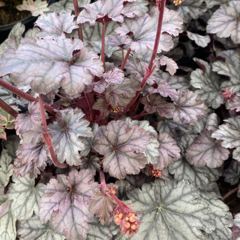 Close-up of the attractive silver and purple foliage of Heuchera x 'Timeless Treasure'