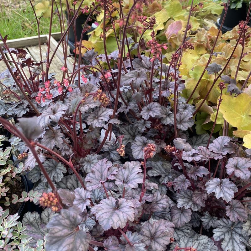 Silver-purple foliage of Heuchera x 'Timeless Treasure' with spikes of pink flowers contrasting against the bright colors of Heuchera x 'Caramel'