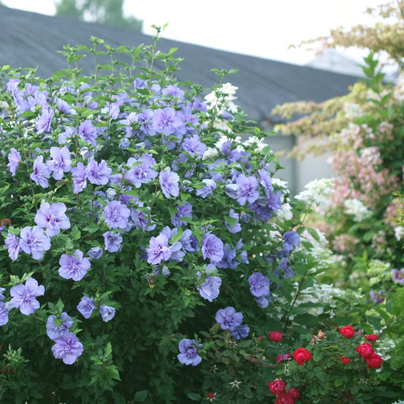 Hibiscus syriacus Blue Chiffon® grown as a large rounded shrub.