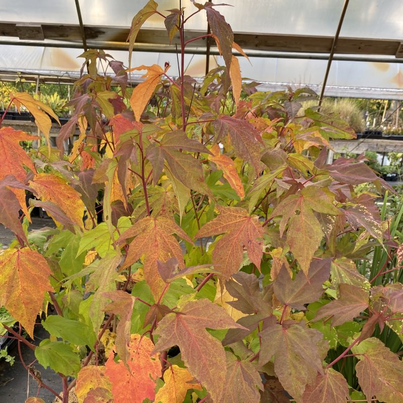 Faller copper-like colors of a mature Hibiscus x 'Kopper King' (Rose Mallow) grown in a 1-gallon pot.