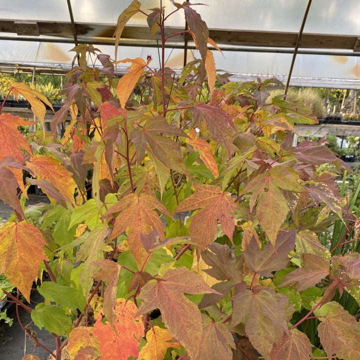 Faller copper-like colors of a mature Hibiscus x 'Kopper King' (Rose Mallow) grown in a 1-gallon pot.