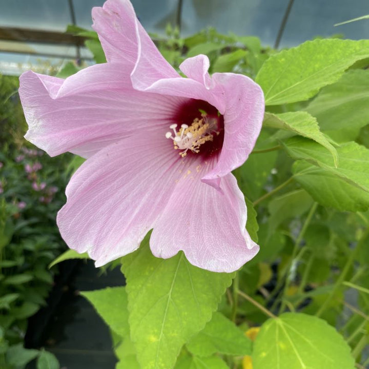 Mature Hibiscus moscheutos (Swamp Rose Mallow) with pale pink flower.