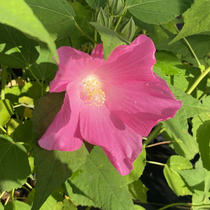 Mature Hibiscus moscheutos (Swamp Rose Mallow) with coral pink flower.
