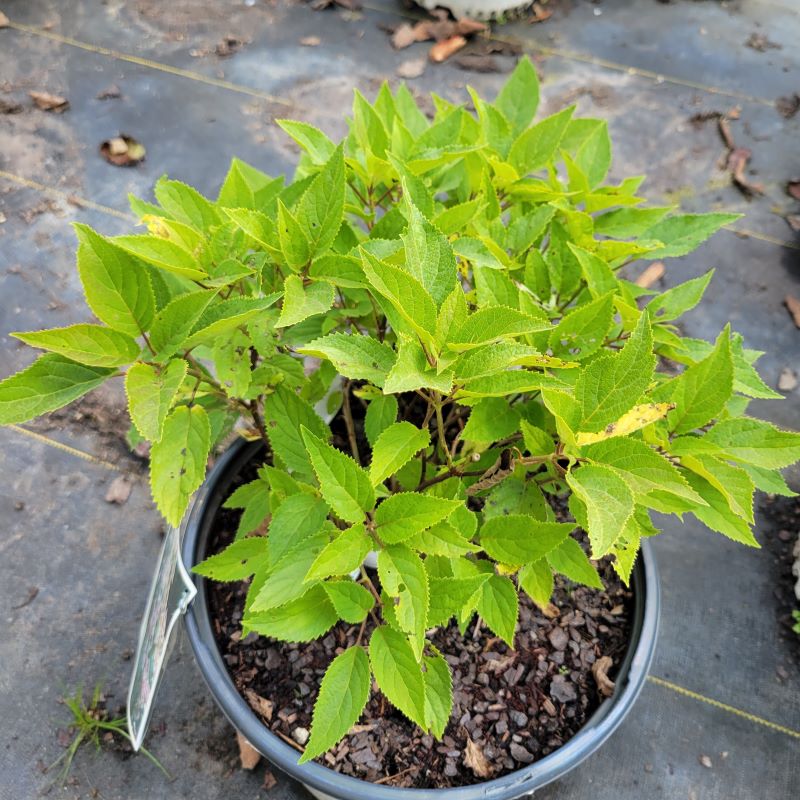A close-up photo of the foliage and structure of a Hydrangea arborescens 'Invincibelle Lace' grown in a 3-gallon container.