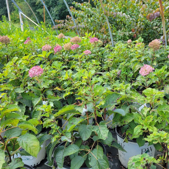 A large group of Hydrangea arborescens 'Incinvibelle Mini Mauvette' in bloom, growing in 3-gallon containers