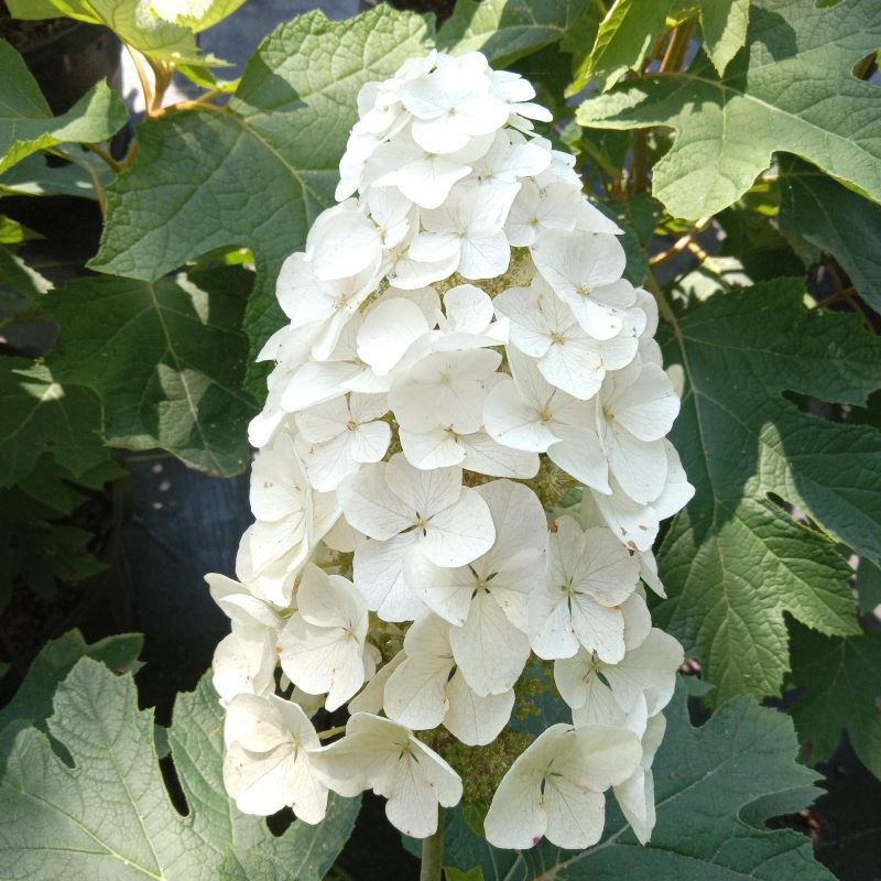 Close-up of a large, white spike of Hydrangea quercifolia 'Queen of Hearts' (Oakleaf Hydrangea) flowers
