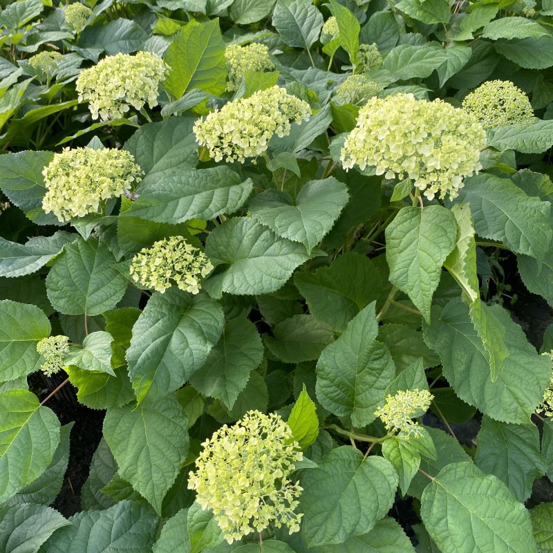 Young Hydrangea arborescens 'Annabelle' (Smooth Hydrangea) in spring with developing flower clusters.