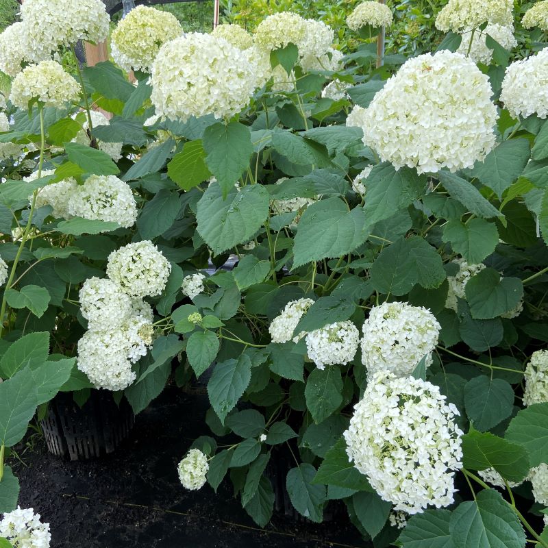 Hydrangea arborescens 'Annabelle' (Smooth Hydrangea) in summer with large white flower clusters, grown in 3-gallon pots.