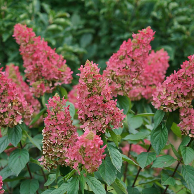 Mature Hydrangea paniculata 'Pinky Winky®' with fully pink flowers.