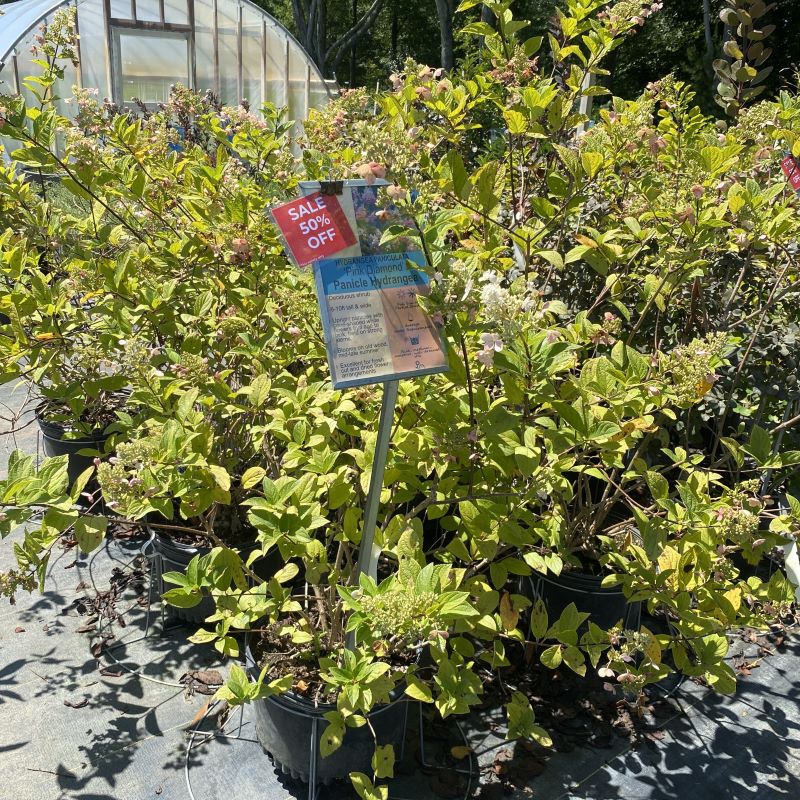 Hydrangea paniculata 'Pink Diamond' with sale sign