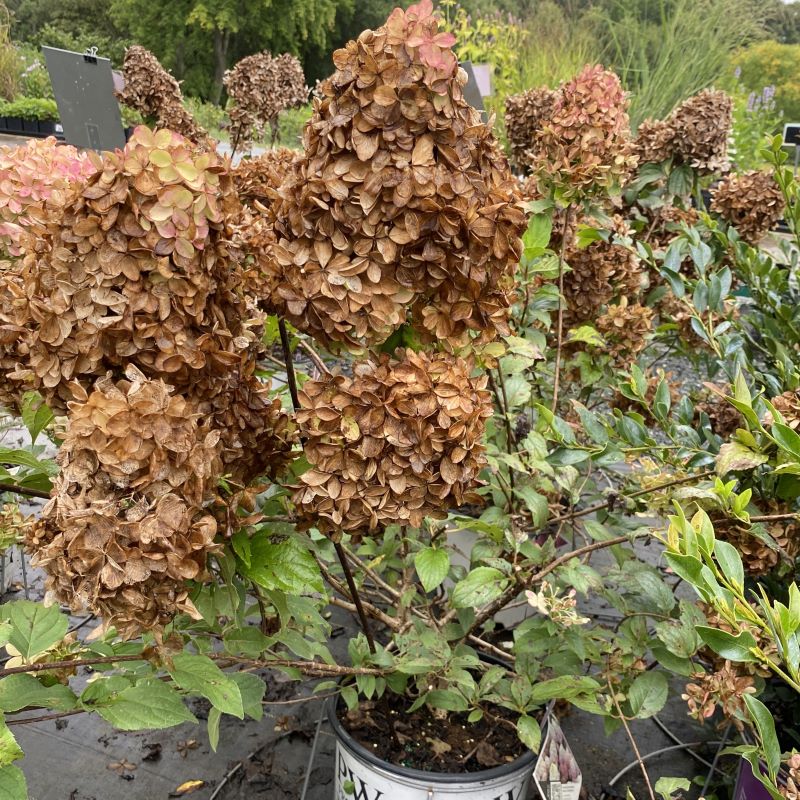 Hydrangea paniculata Quick Fire Fab® (Panicle Hydrangea) in autumn with the last few pink flowers and dried flower heads.