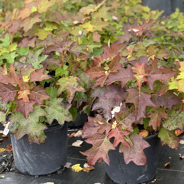 Hydrangea quercifolia 'Ruby Slippers' with red fall colors.