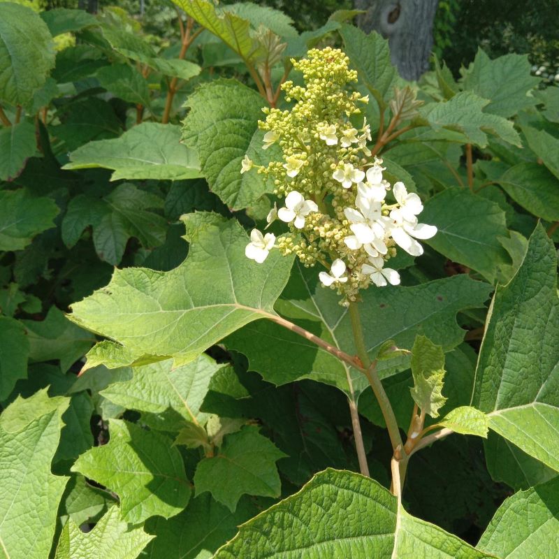 Oak-like leaves and white flower spike of Hydrangea quercifolia 'Alice' (Oakleaf Hydrangea)