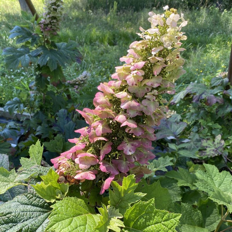 Close-up of Hydrangea quercifolia 'Ruby Slippers' with pink and white flowers.