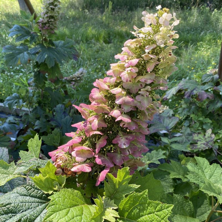 Close-up of Hydrangea quercifolia 'Ruby Slippers' with pink and white flowers.