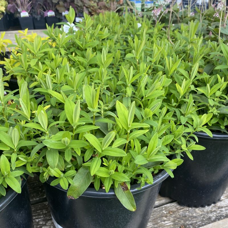Lush green foliage of Hypericum calycinum (St. John's Wort) grown in 3-gallon pots.