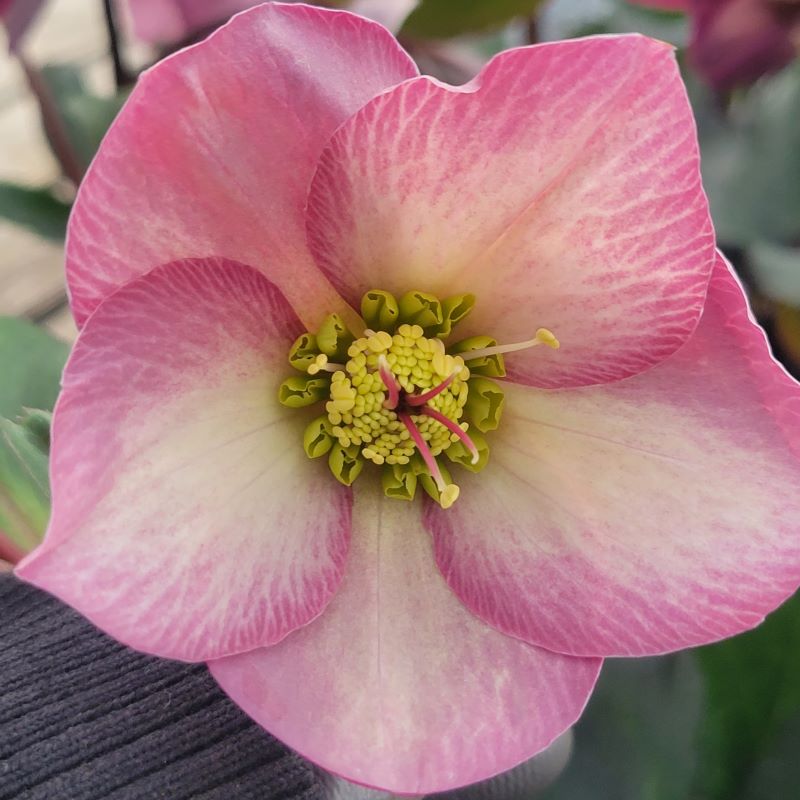 Close-up of a pink and white bloom of Helleborus HGC® Ice N' Roses® Rose.