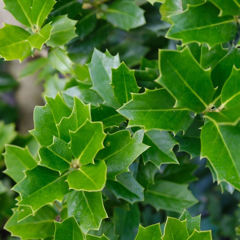 A close-up of Ilex x Oak Leaf™ (Red Holly) foliage.