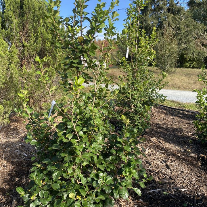 Ilex opaca 'Satyr Hill' (American Holly)