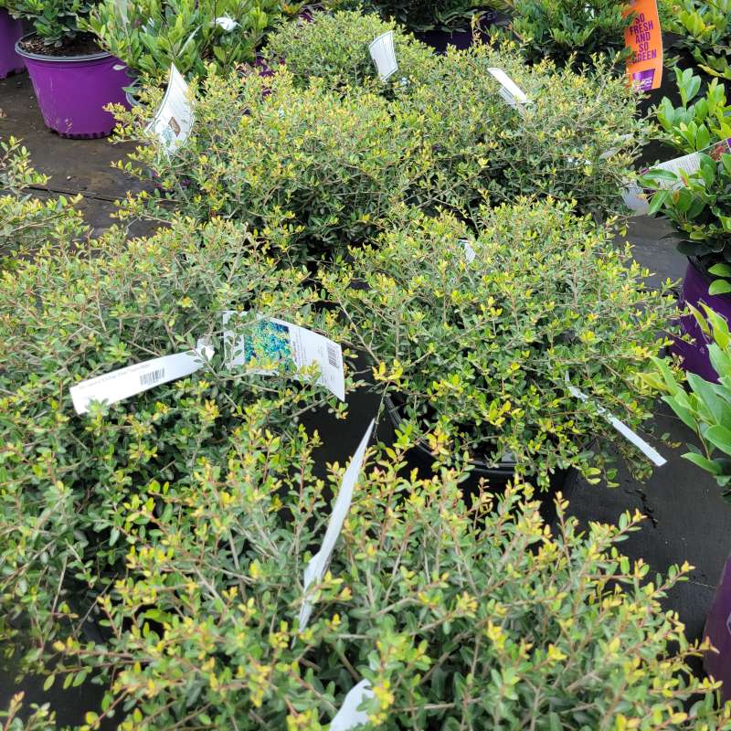 Ilex vomitoria 'Schillings' (Dwarf Yaupon Holly) – Unity Church