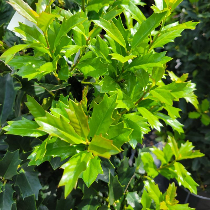 Close-up photo of the contrasting bright and dark green, glossy foliage of Ilex x 'Magland' (Oakland Holly)