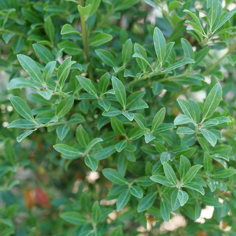 Close-up of glossy, green Ilex glabra Squeeze Box® foliage.