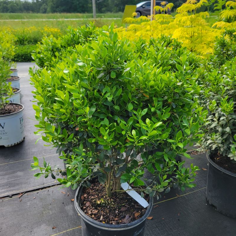Dense, glossy green foliage of Ilex glabra 'Densa' (Inkberry Holly)