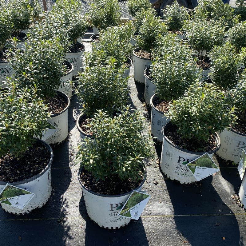 3 Gallon pots of Ilex glabra 'Gem Box'