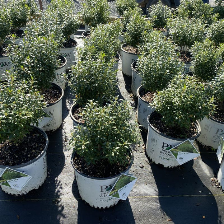 3 Gallon pots of Ilex glabra 'Gem Box'