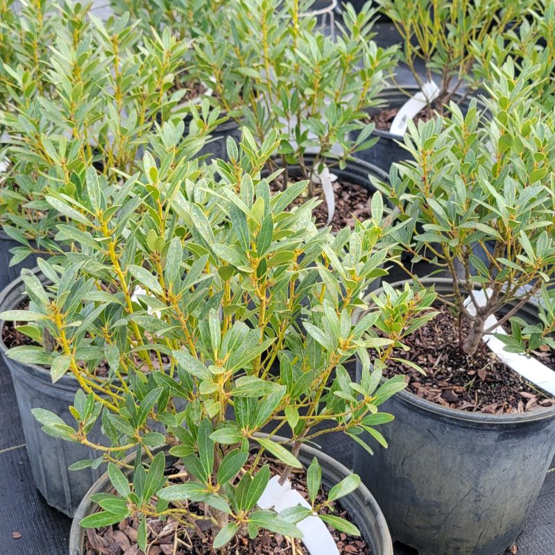 A photo of several Ilex glabra 'Shamrock' inkberry hollies, grown in 3-gallon containers