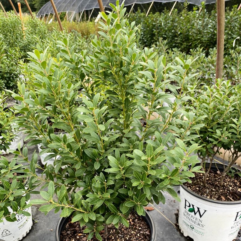 Glossy Ilex glabra Strongbox® grown in a 3-gallon pot.