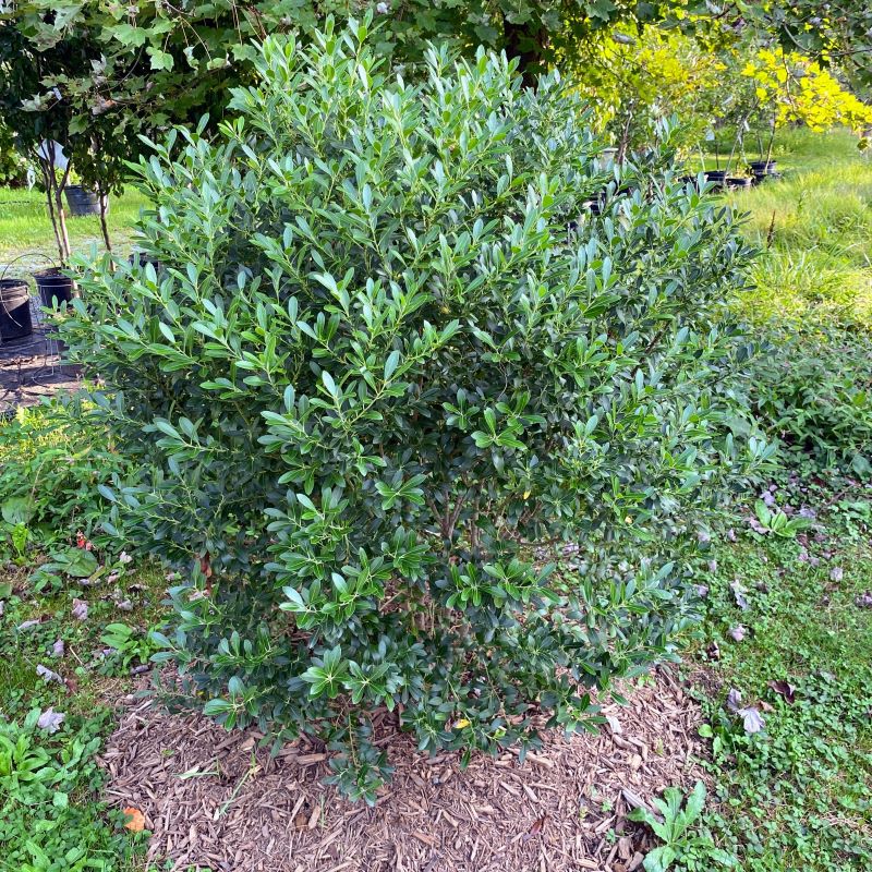 Mature, full-size Ilex glabra Strongbox® grown in situ.