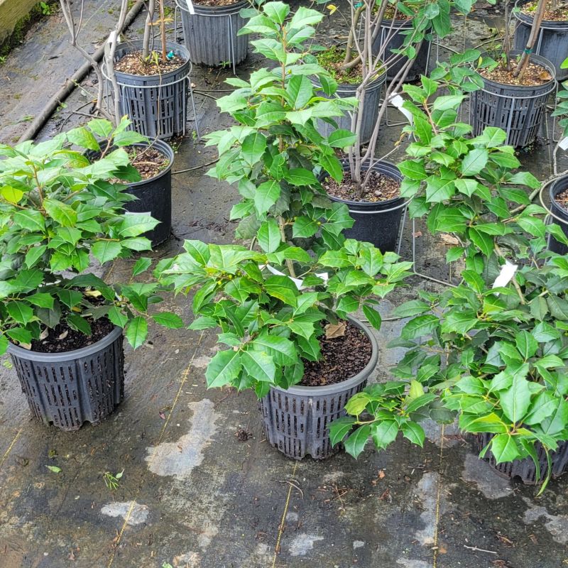 A photo of several shrubby Ilex opaca 'Clarendon Spreading' grown in 3-gallon containers