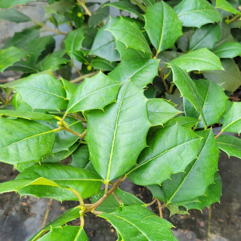 A close-up photo of the glossy green leaves of Ilex opaca 'Clarendon Spreading' American holly