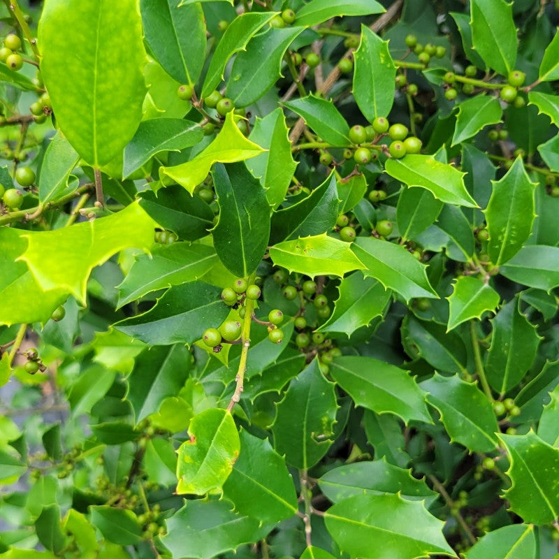 A close-up photo of the beautiful green leaves and developing berries of Ilex opaca 'Greenleaf' American holly