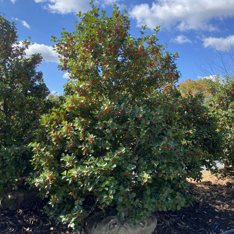 Large Ilex opaca 'Satyr Hill' American holly.